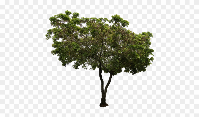 African Tree Png Bioenergy Plantations Australia - Millettia Pinnata Png #920574