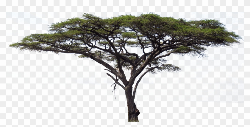 Acacia Cartoon Tree Stock Vector - Trees On The Serengeti #920579