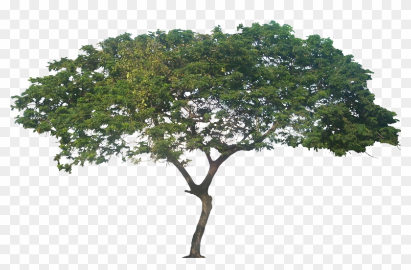 African Tree Png - Samanea Saman #920581