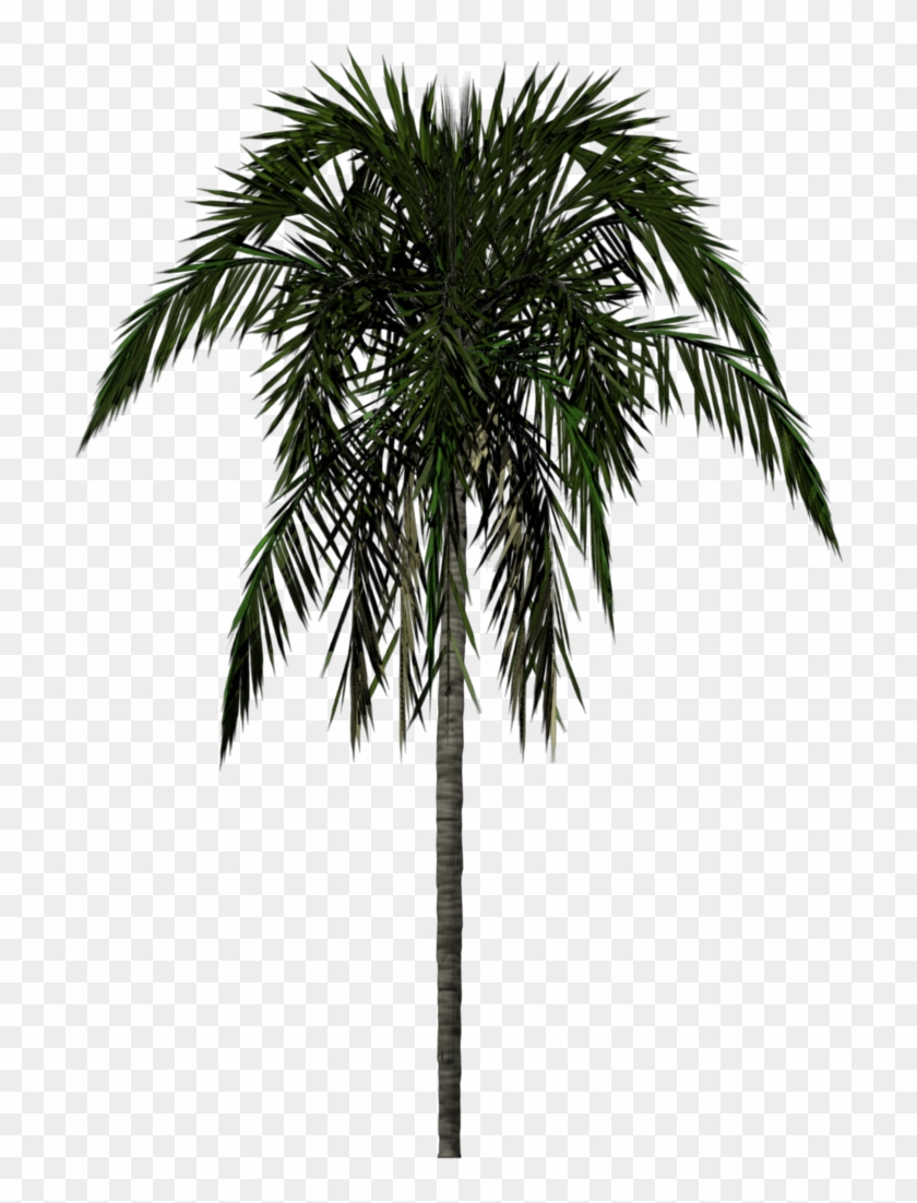 Coconut Tree Drawing Png Avec Palm Tree Drawing Png - 3d Palm Tree Png #920604