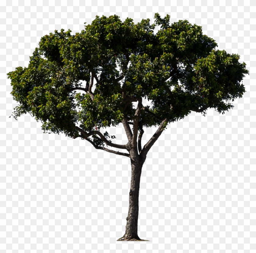 Tree - Tree Bitmap #920643