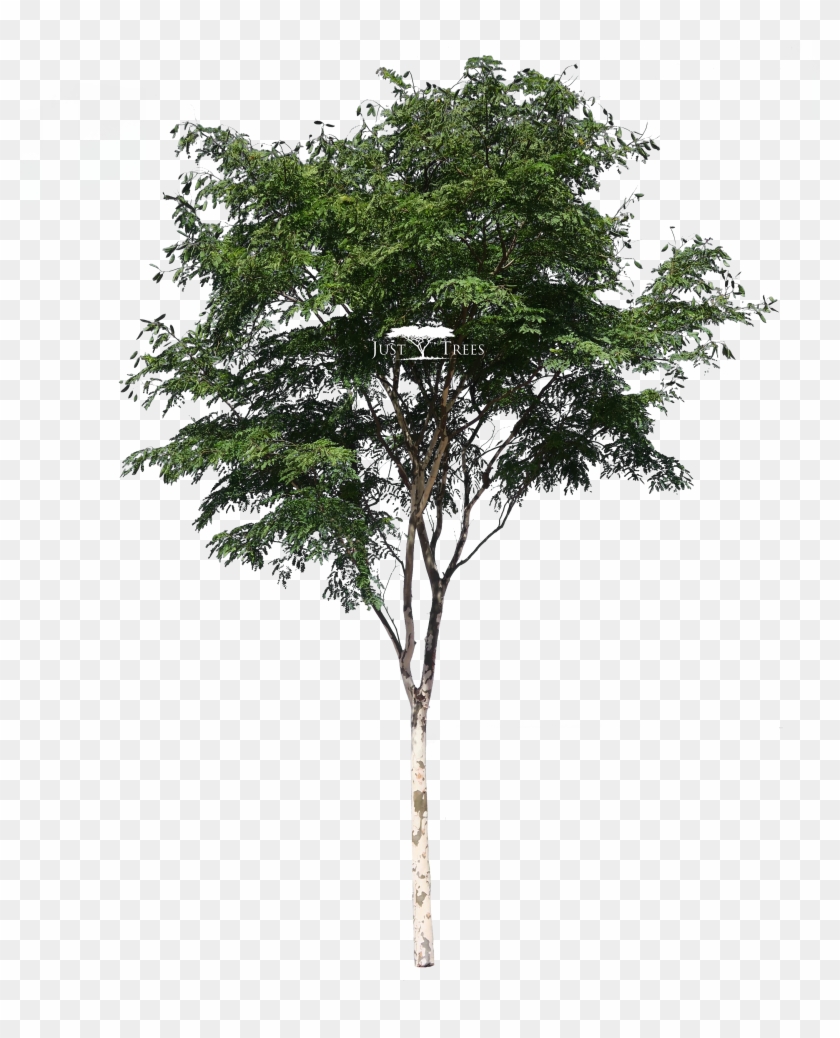 Caesalpina Ferrea - Tree Free 3d Model #920662
