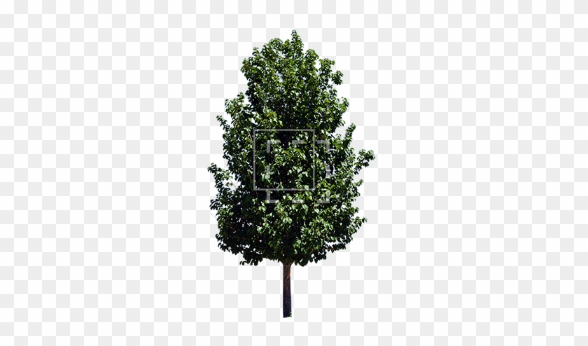 African Tree Png Parent Category - Alnus Glutinosa Tree Png #920678