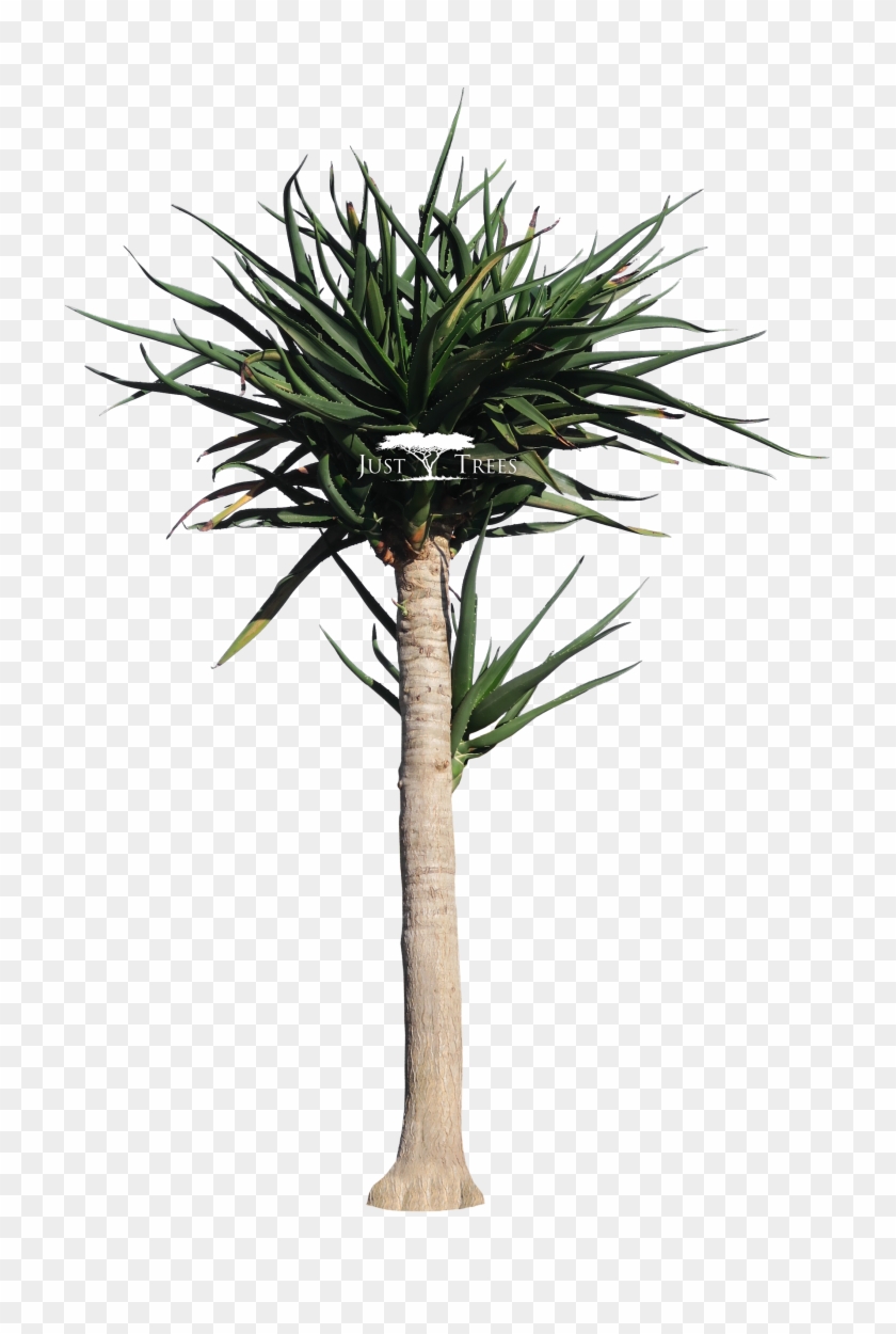 Aloe Bainesii L Common Name - Palmeira Fenix Artificial #920684