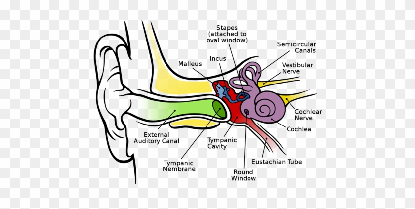 Here's A Hole In The Eardrum - Anatomy Of The Human Ear #920894