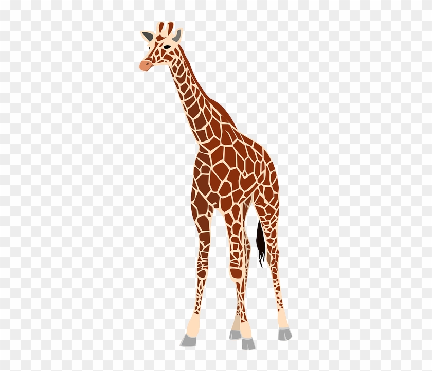 Mammals Animals, Outline, Cartoon, Giraffe, Free, Mammals - Giraffe Png #921014