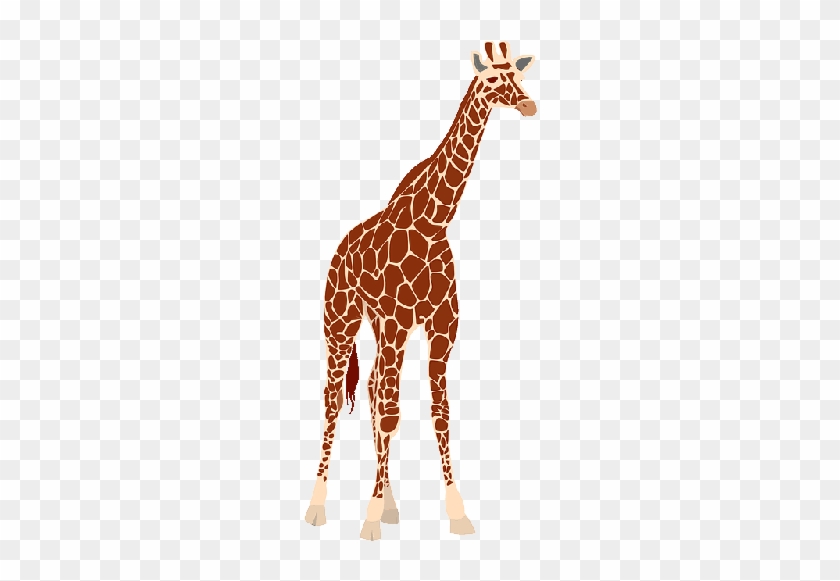 Mb Image/png - Giraffe Free Vector #921016