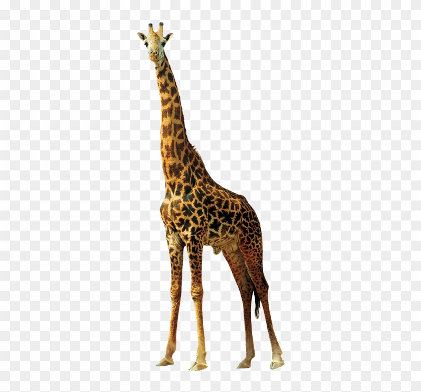 Giraffe, Animals, Nature, Africa, Animals In Nature - Жираф Png #921022