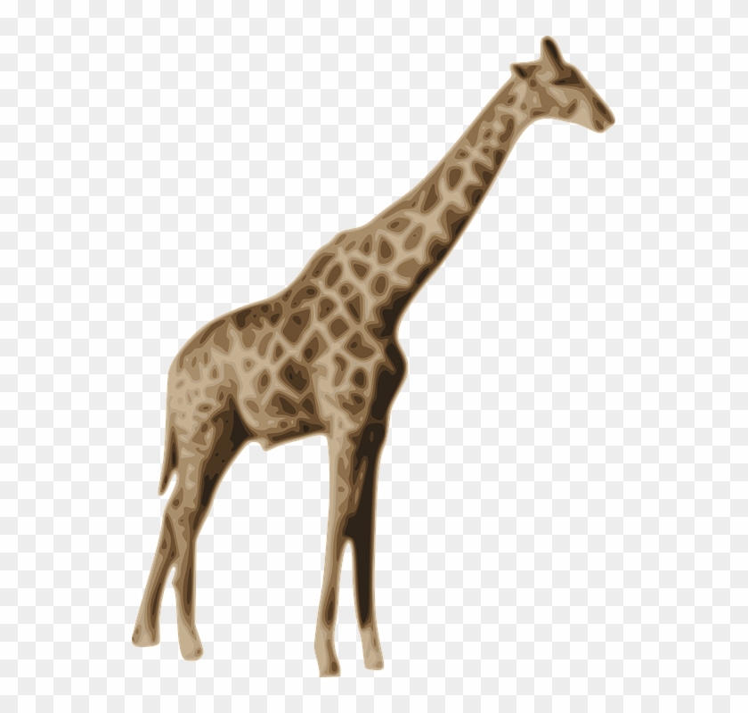 Giraffes In Africa - Жираф Пнг #921032