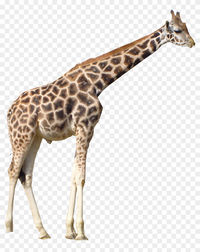 Giraffe Png - Giraffe Png #921034