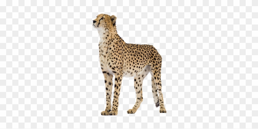 Cheetah Png - Png Cheetahs #921037