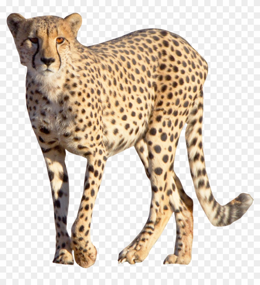 Cheetah Transparent Png Photo - Cheetah Png #921041