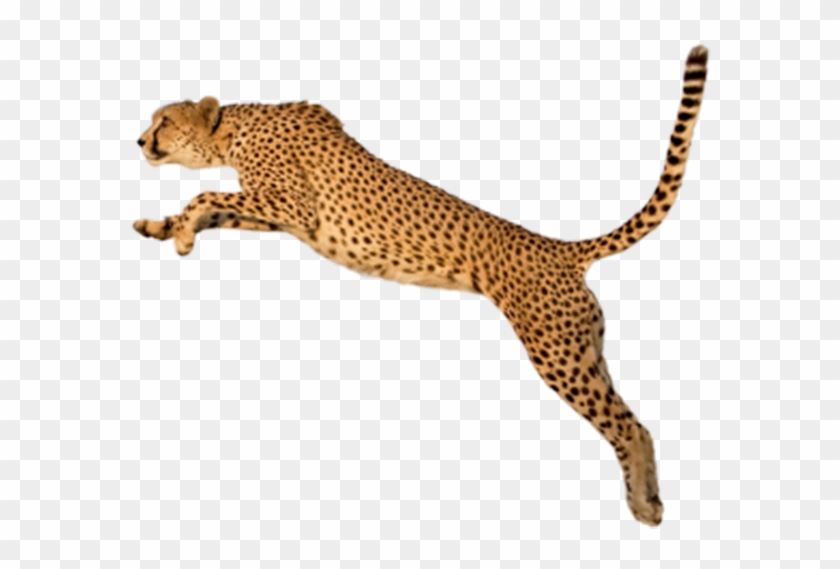 King Cheetah Felinae Clip Art - Cheetah Transparent Background #921045