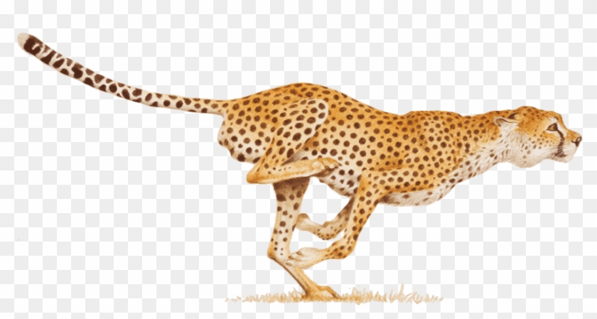 Cheetah Png - Cheetah Png #921047