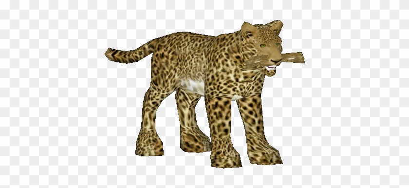 African Leopard - African Leopard #921050