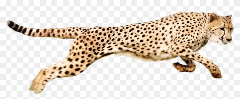 Cheetah Png Image - Cheetah Png #921056