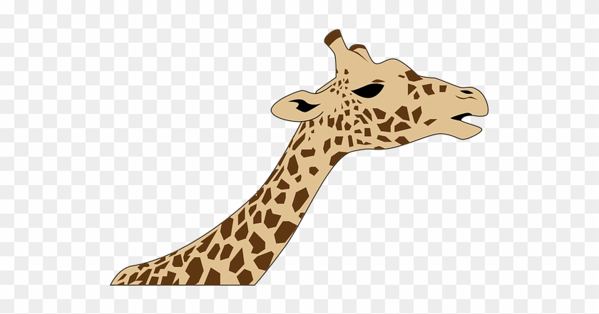 Giraffe Clipart #921057
