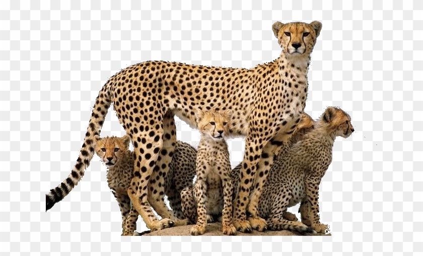 Cheetah Png - Wild Animals Png #921074