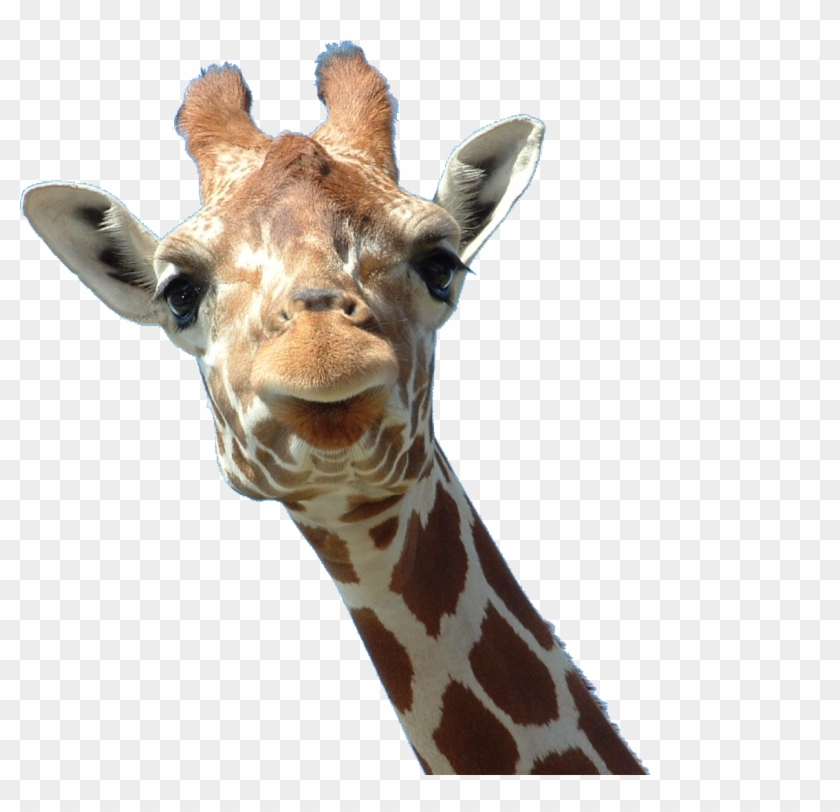 Giraffe Png - Giraffe Iphone 5s Case By Nickyprints Giraffe Geek #921078