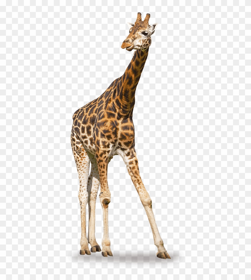 Buy It Now - Giraffe #921082