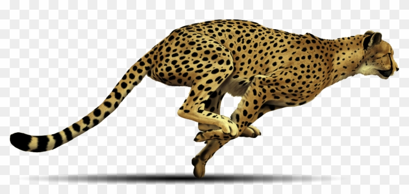 Cheetah Fastest Animal Ever Png - Cheetah Png #921086