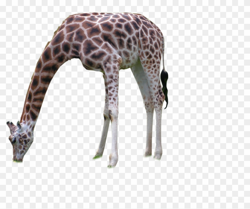 Giraffe Neck Terrestrial Animal Wildlife - Giraffe #921089