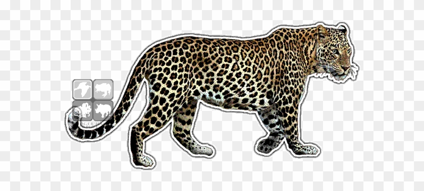 Indian Leopard Art Decal - Indian Leopard #921091
