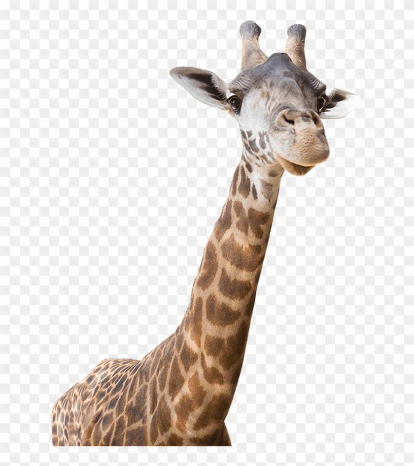 Giraffe - Zoo Animals Png #921094