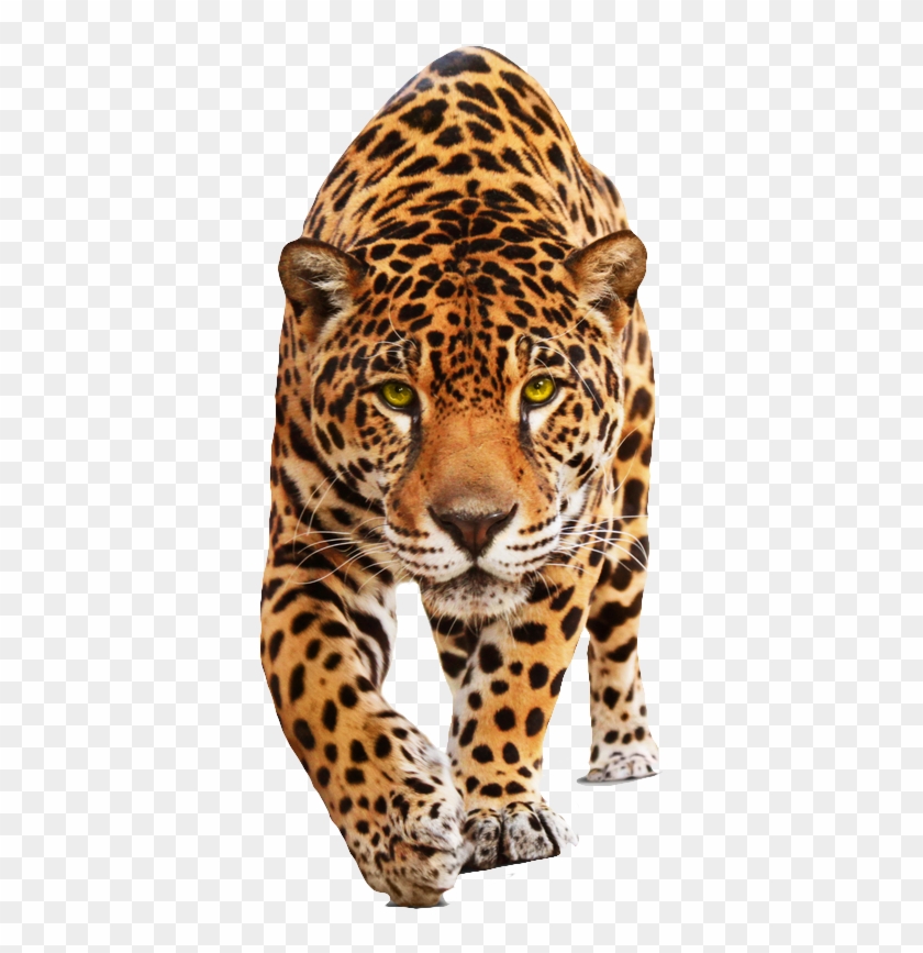 Leopard Png - Jaguar Png #921099