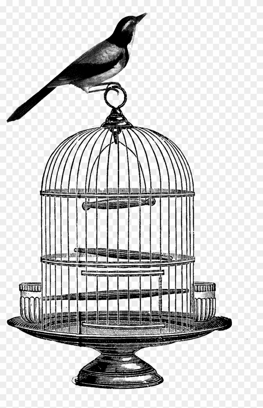 Birdcage Clip Art - Bird In Cage Illusion Template #921113