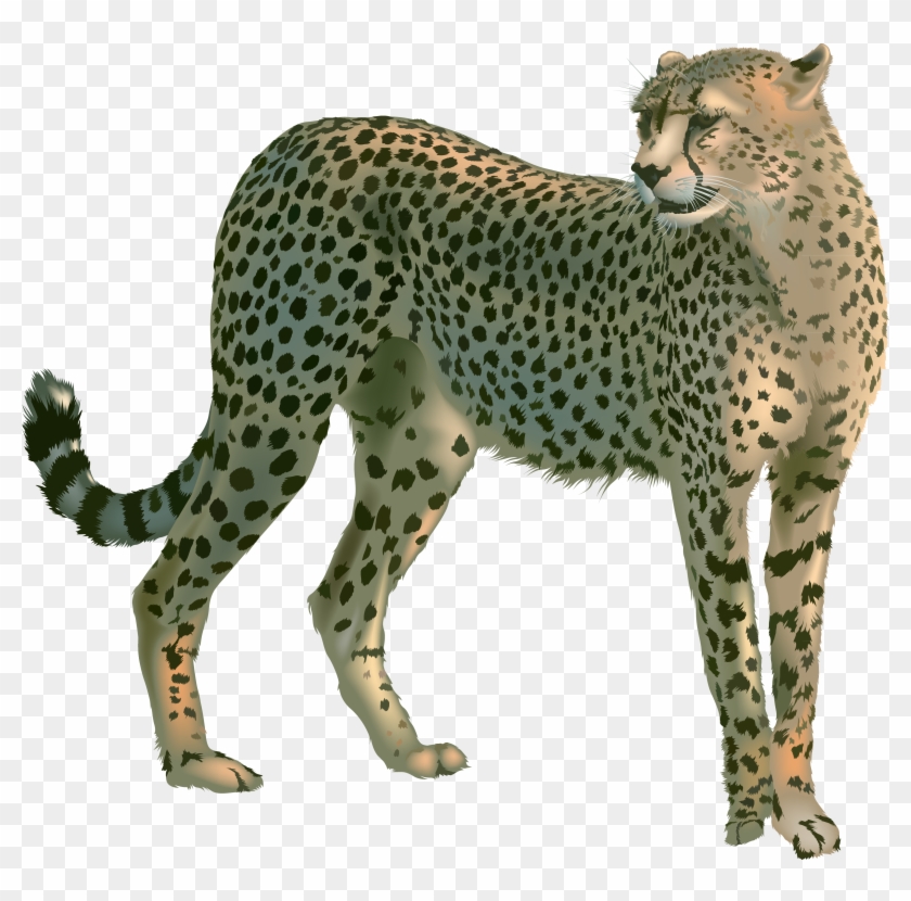 Cheetah Ghepardo English Language Cat Leopard - Cheetah Png #921119