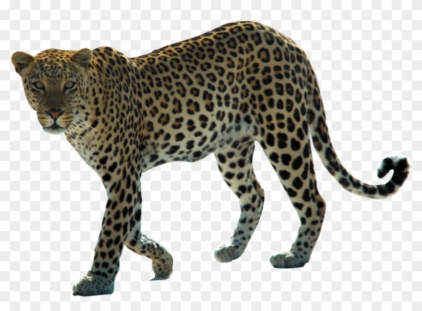 Snow Leopard Arabian Leopard African Leopard Felidae - Spots Of A Leopard #921132