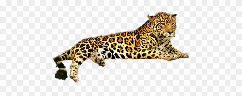 Png Images - Leopard - Jaguar Coloring Pages #921135