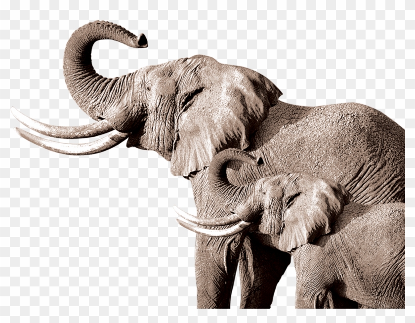 African Elephant Indian Elephant Drawing - Henry & Goldie Talk To An Elephant (henry & #921149