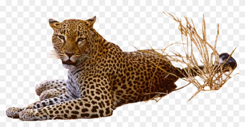 Leopard Png Pic - Leopard Transparent Png #921184