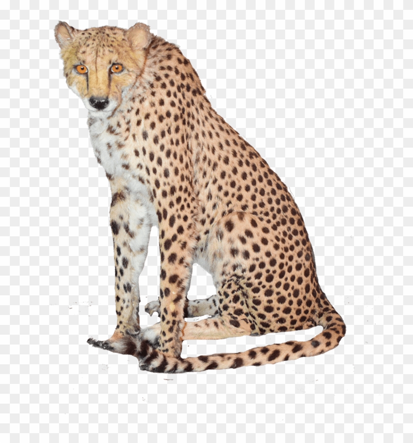 Cheetah #921190