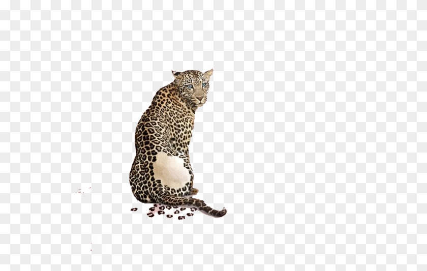 Leopard Advertising Animal Print - Award Winning Print Advertisements #921201