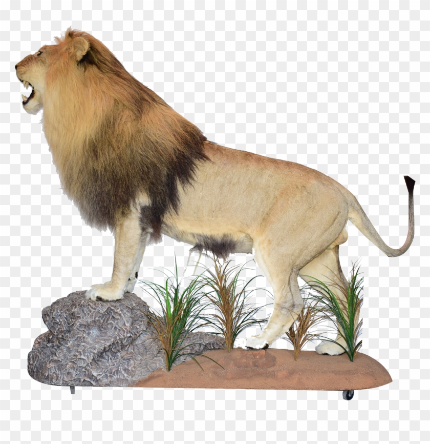 Lion Taxidermy South Africa 骨格標本 Big Cat - Taxidermy #921228
