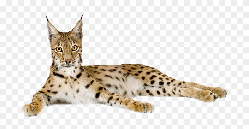 Eurasian Lynx Cheetah - Lynx Cheetah #921244