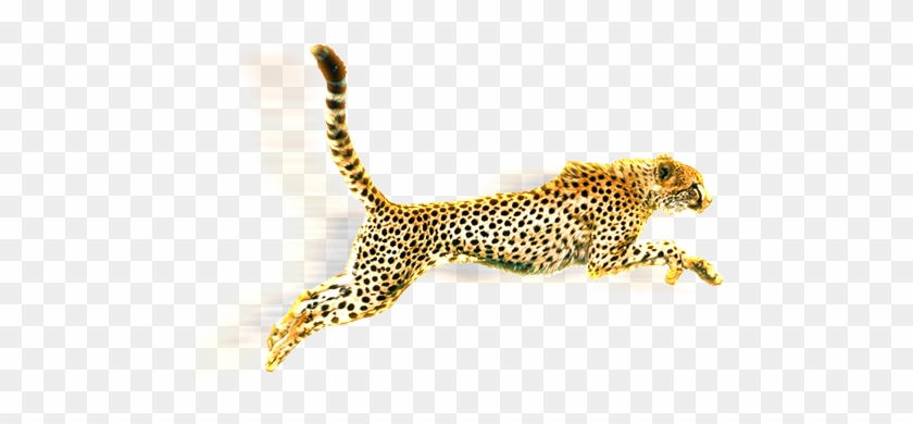 From South Africa To The World - Cheetah Jumping #921265