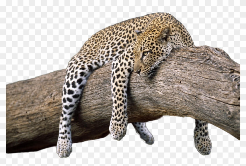 Fz/76, Pictures Sorted, Leopards - Leopard On Tree Branch #921274