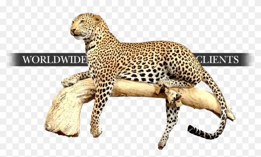 Taxidermy-worldwide - African Leopard #921285