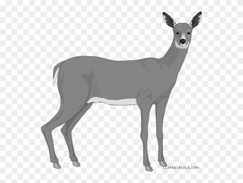 Deer Animal Free Black White Clipart Images Clipartblack - Deer Clip Art #922440