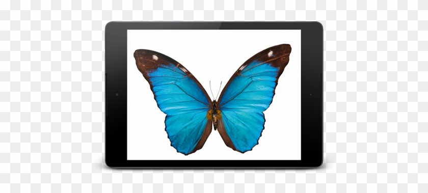 Butterfly 3d Live Wallpaper - Papilio #922735