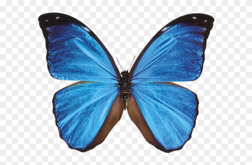 Blue Butterfly Transparent Background Wwwimgkidcom - Morpho Butterfly -  Free Transparent PNG Clipart Images Download
