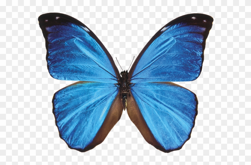 blue butterfly transparent background