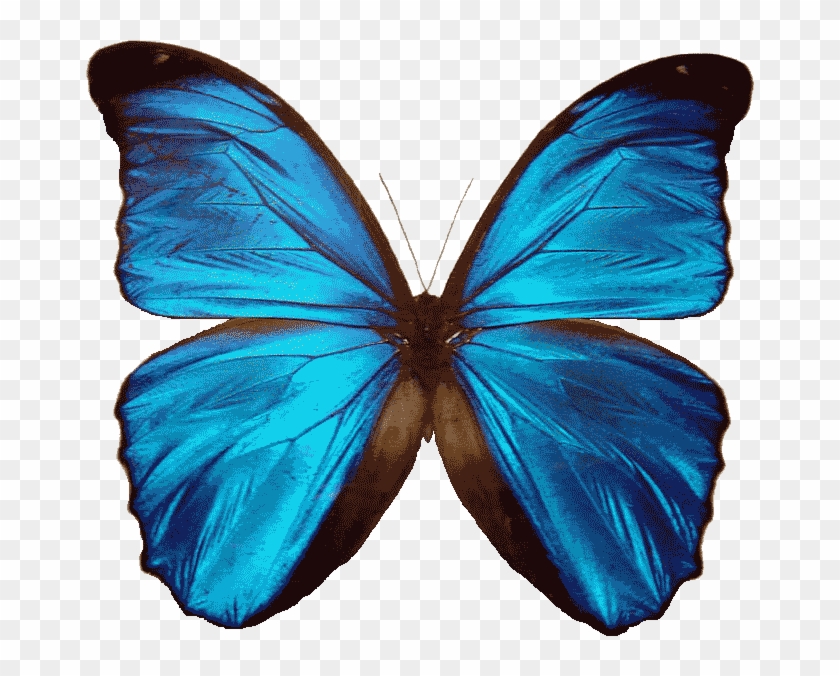 Transparent Background Butterfly Png #922745