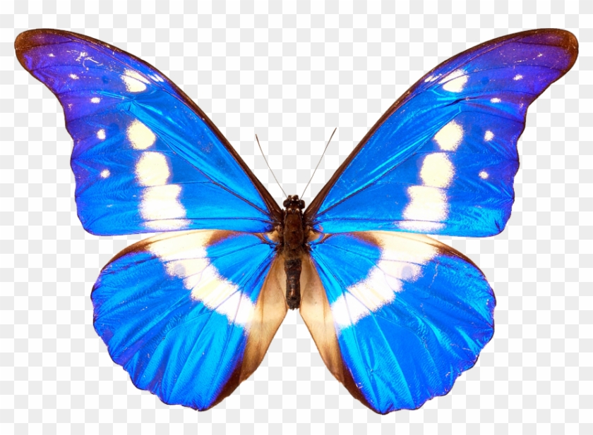 blue butterfly transparent background