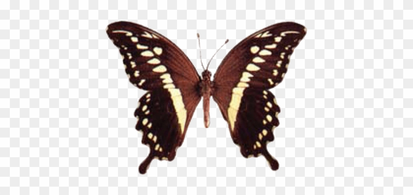 Swallowtail Butterfly Identification - Papilio Lormieri Lormieri M #923090