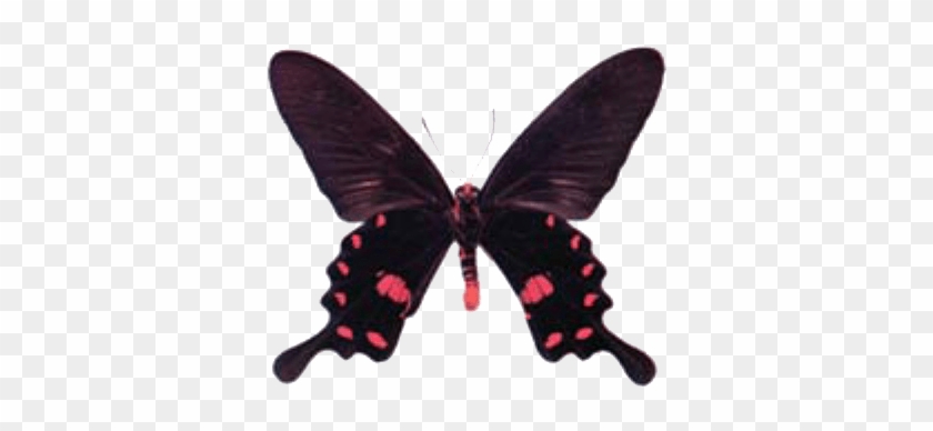 Swallowtail Butterfly Identification - Swallowtail Butterfly Png #923096